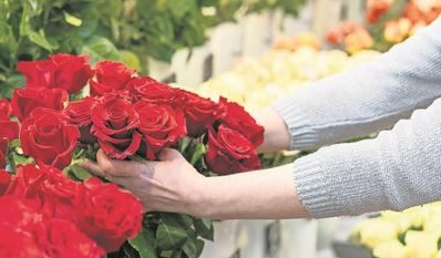 Ein Strauß rote Rosen: der Klassiker am Valentinstag, zumindest für die, die ihn feiern. Viele andere halten sich besonders dann von Blumenläden fern.