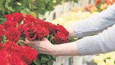Ein Strauß rote Rosen: der Klassiker am Valentinstag, zumindest für die, die ihn feiern. Viele andere halten sich besonders dann von Blumenläden fern.