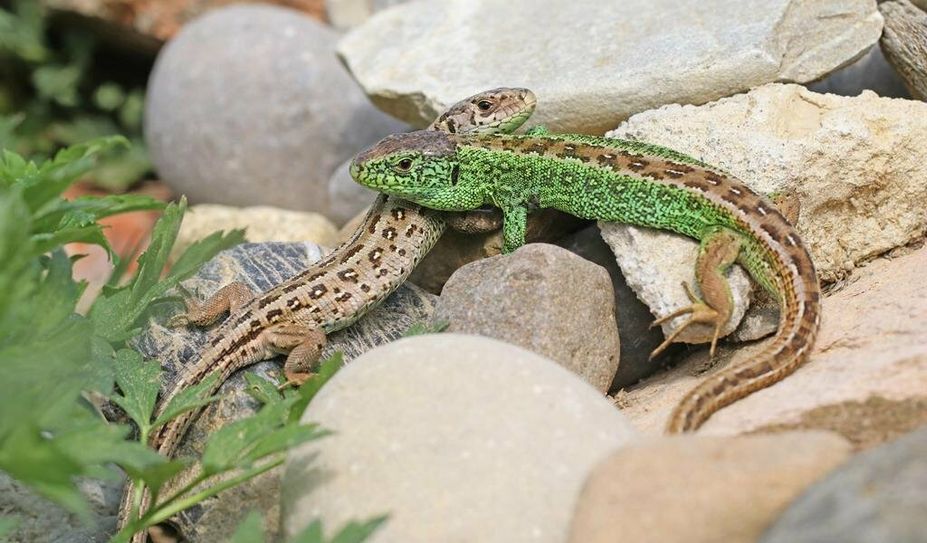 Die Flanken des Männchens zeigen die charakteristische Grünfärbung.