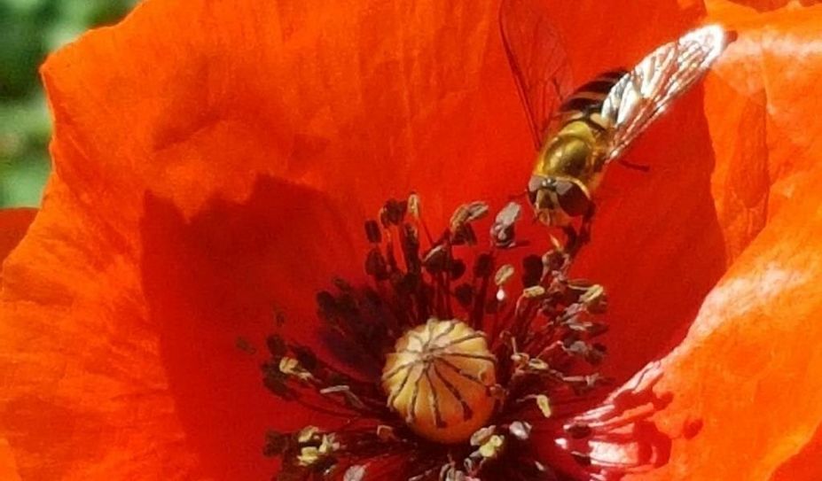 Heimische Wildblumen sind für die Bienen besonders wichtig.
