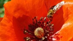 Heimische Wildblumen sind für die Bienen besonders wichtig.