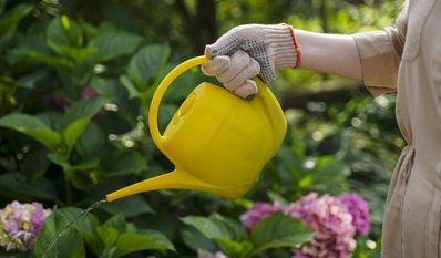Der NABU klärt über die sechs häufigsten Bewässerungsmythen auf.