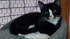 Foto: Tiere in Not e.V.