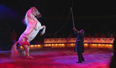 Der Direktor Klaus Köhler präsentiert seine Rasse-Pferde.