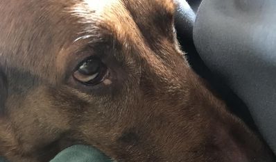 Ganz nah bei Herrchen, wenn es knallt.