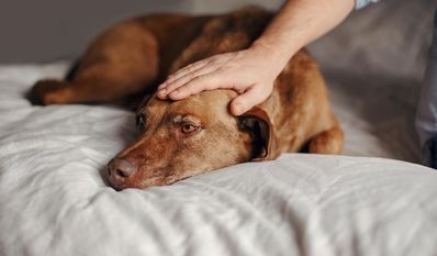 Zu hoher Stress: Viele Hunde, aber andere Haustiere, ertragen die Silvesternacht nur unter Beruhigungsmitteln.