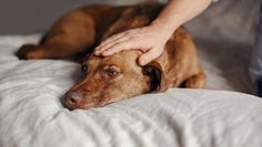Zu hoher Stress: Viele Hunde, aber andere Haustiere, ertragen die Silvesternacht nur unter Beruhigungsmitteln.