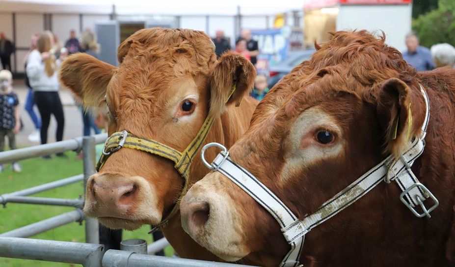 Der Scharmbecker Herbstmarkt ist kein Viehmarkt mehr - dennoch spielt der Bulle weiterhin jedes Jahr eine der Hauptrollen.