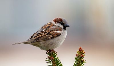 Ziel ist es, häufige Arten des Siedlungsraums wie Amsel, Meise und Spatz (Bild) zu ermitteln und Informationen zur Bestandsentwicklung zu sammeln.
