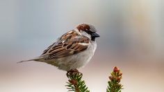Ziel ist es, häufige Arten des Siedlungsraums wie Amsel, Meise und Spatz (Bild) zu ermitteln und Informationen zur Bestandsentwicklung zu sammeln.