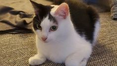 Foto: Tiere in Not e.V.