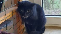 Foto: Tiere in Not e.V.