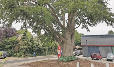 Um das Naturdenkmal in Gnarrenburg wurden zum Schutz vor Trockenheit ein Dutzend Bewässerungssäcke angebracht, die von Mitarbeitern des Gnarrenburger Bauhofs regelmäßig befüllt wurden.