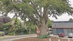 Um das Naturdenkmal in Gnarrenburg wurden zum Schutz vor Trockenheit ein Dutzend Bewässerungssäcke angebracht, die von Mitarbeitern des Gnarrenburger Bauhofs regelmäßig befüllt wurden.