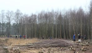 Ein Pflegeeinsatz beim Entkusseln im Kiebitzmoor zeigt, wie künftige Arbeiten aussehen könnten.
