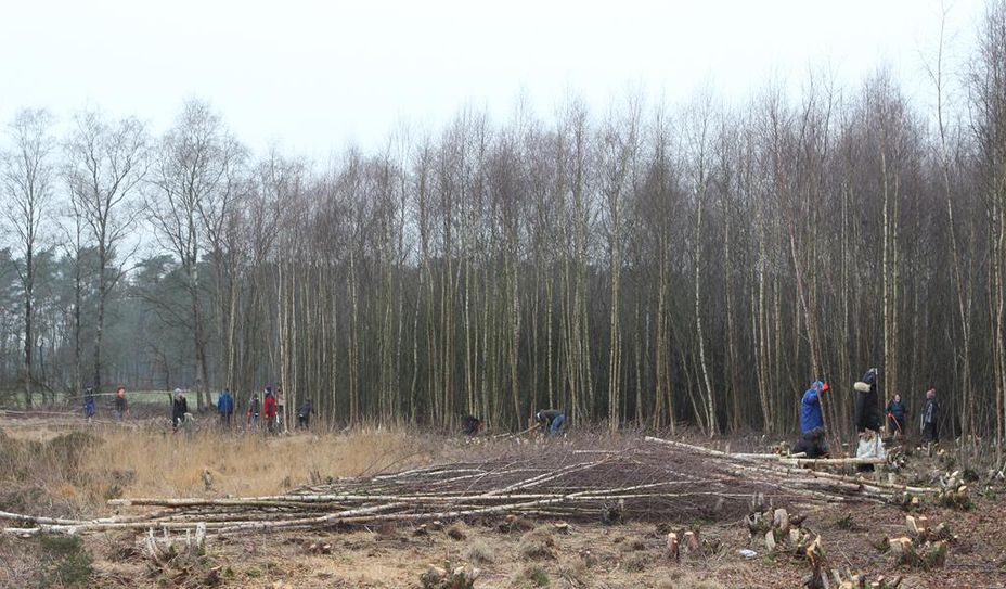 Ein Pflegeeinsatz beim Entkusseln im Kiebitzmoor zeigt, wie künftige Arbeiten aussehen könnten.