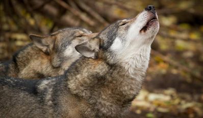 Wölfe reißen immer wieder Nutztiere und sollen deshalb künftig einfacher abgeschossen werden können.