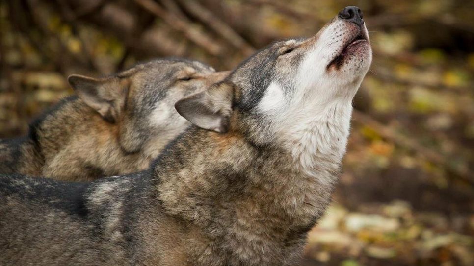 Wölfe reißen immer wieder Nutztiere und sollen deshalb künftig einfacher abgeschossen werden können.