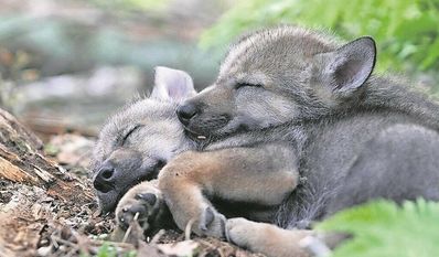 Im Wolfcenter Dörverden kann man das Leben der Wölfe kennenlernen.