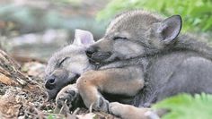 Im Wolfcenter Dörverden kann man das Leben der Wölfe kennenlernen.