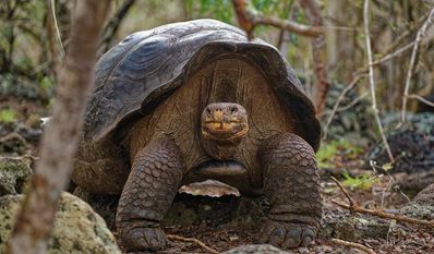 Die Fernandina-Riesenschildkröte galt 100 Jahre lang als ausgestorben, im Jahr 2019 wurde sie wiederentdeckt.