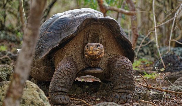 Die Fernandina-Riesenschildkröte galt 100 Jahre lang als ausgestorben, im Jahr 2019 wurde sie wiederentdeckt.