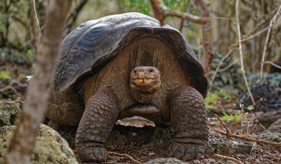 Die Fernandina-Riesenschildkröte galt 100 Jahre lang als ausgestorben, im Jahr 2019 wurde sie wiederentdeckt.