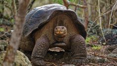 Die Fernandina-Riesenschildkröte galt 100 Jahre lang als ausgestorben, im Jahr 2019 wurde sie wiederentdeckt.
