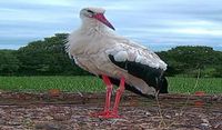 Sven und Bärbel Dubberke hoffen, dass bald die Störche bei ihnen einziehen. Ein ähnliches Nest steht in Plönjeshausen bei Familie Eybe (kl. Bild).