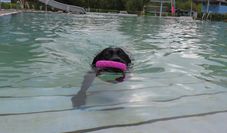 Sich einmal im Wasser austoben – das können Hunde am 10. Oktober im Freibad des Delphinos.
