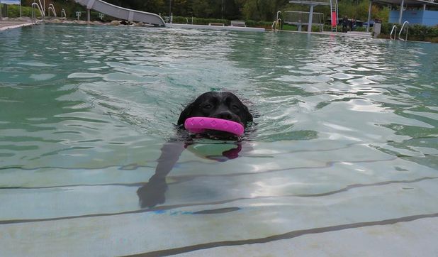 Sich einmal im Wasser austoben – das können Hunde am 10. Oktober im Freibad des Delphinos.