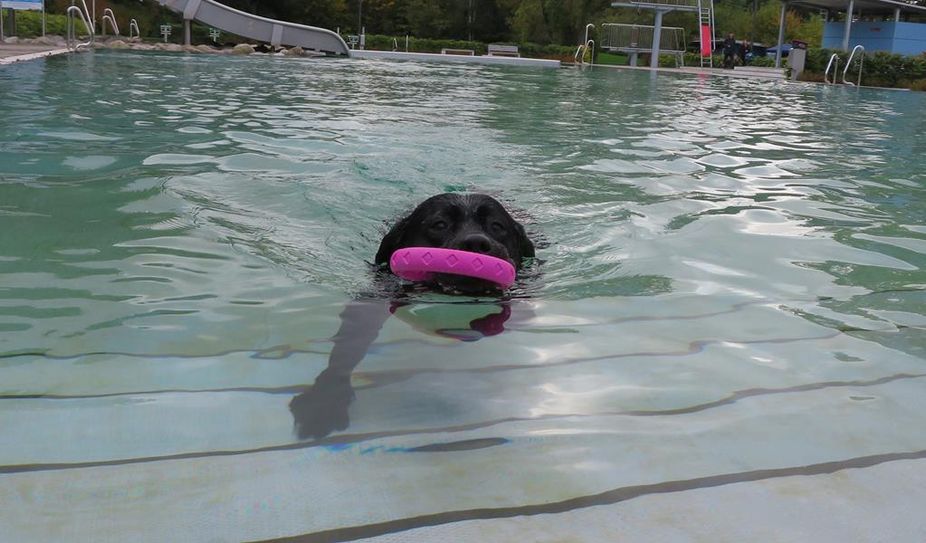 Sich einmal im Wasser austoben – das können Hunde am 10. Oktober im Freibad des Delphinos.