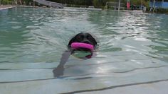 Sich einmal im Wasser austoben – das können Hunde am 10. Oktober im Freibad des Delphinos.