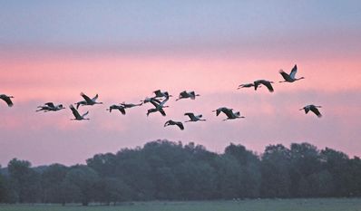 Kraniche am Abendhimmel bieten ein zauberhaftes Schauspiel.