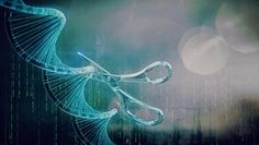 Bei der „Grünen Gentechnik“ steht im Fokus, gezielt einzelne Gene abzuschalten oder abzuwandeln.