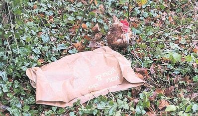 Das lebende Huhn befindet sich nun im Tierasyl Heimatlos e. V.