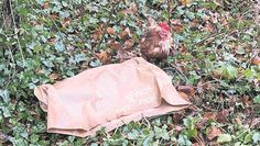 Das lebende Huhn befindet sich nun im Tierasyl Heimatlos e. V.